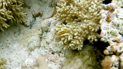 Neoglyphidodon nigroris