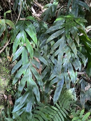Blechnum colensoi