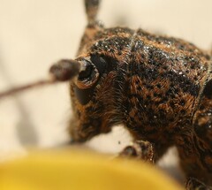 Mesosa nebulosa