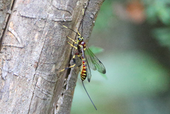 Labeninae