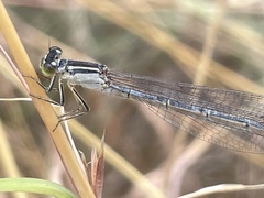 Ischnura