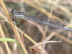 Ischnura