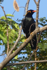 Gracula religiosa