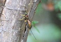 Labeninae