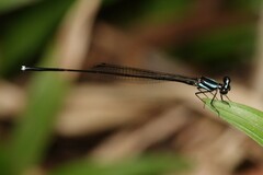 Prodasineura collaris