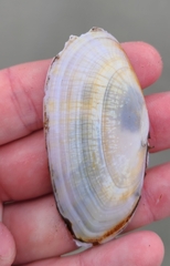 Gari convexa