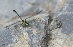 Hemigomphus heteroclytus