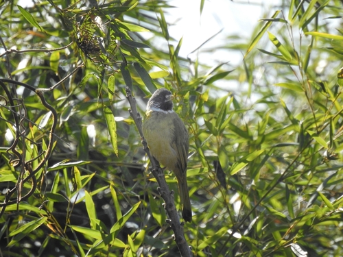 Collared Finchbill