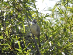 Spizixos semitorques