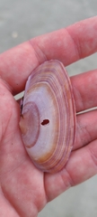 Gari convexa