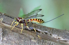 Labeninae