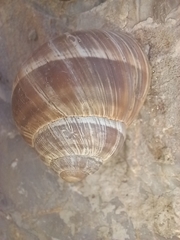 Helix cincta