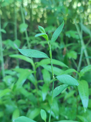 Polygonum aviculare