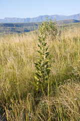 Senecio panduriformis