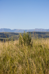Senecio panduriformis