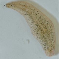 Helobdella stagnalis