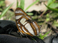 Metamorpha