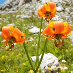Lilium albanicum