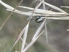 Phonognatha graeffei