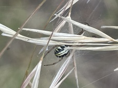Phonognatha graeffei