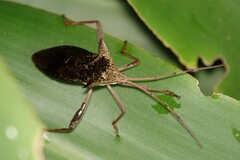 Aspilosterna albovittata