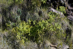 Sticherus umbraculifer