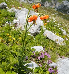 Lilium albanicum