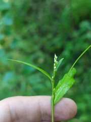 Persicaria minor