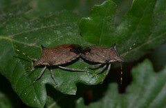 Picromerus nigridens