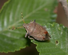 Picromerus nigridens