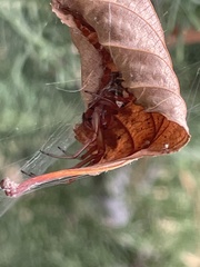 Phonognatha graeffei