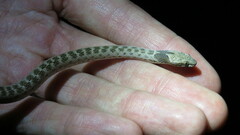 Hypsiglena chlorophaea