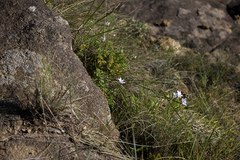 Wahlenbergia cuspidata