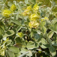 Potentilla speciosa