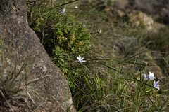 Wahlenbergia cuspidata