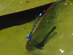 Enallagma carunculatum