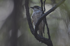 Melithreptus brevirostris