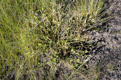 Xysmalobium