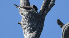 Daphoenositta chrysoptera