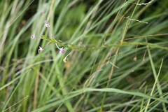 Zaluzianskya elongata