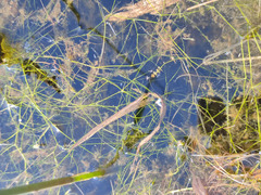 Potamogeton trichoides