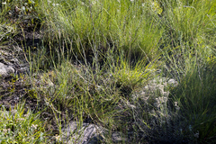 Zaluzianskya elongata