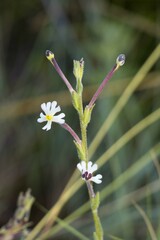 Zaluzianskya elongata