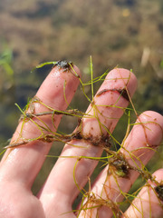 Potamogeton trichoides
