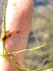 Potamogeton trichoides