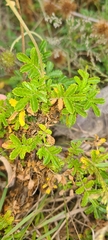 Acaena pallida