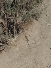 Aspidoscelis neomexicanus