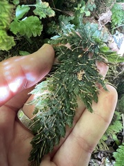 Abrodictyum elongatum