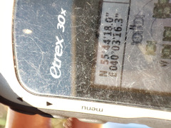 Potamogeton trichoides