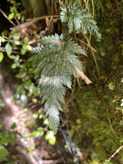 Abrodictyum elongatum